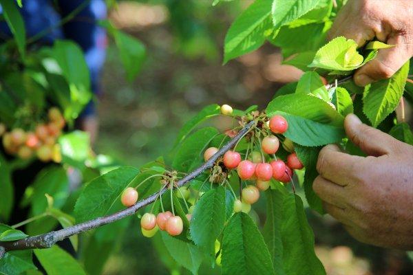 Sezonun ilk kirazı hasat edildi