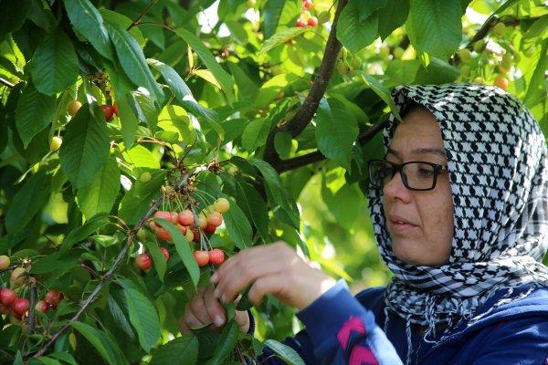 Sezonun ilk kirazı hasat edildi