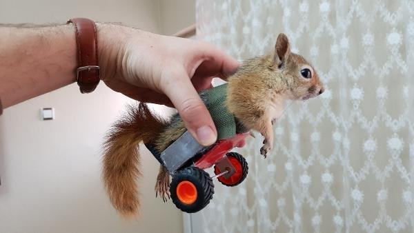 İki ayağı felç olan sincap için yürüteç yaptı