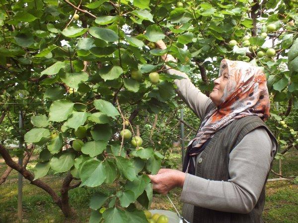 Mersin'de kayısı hasat verdi