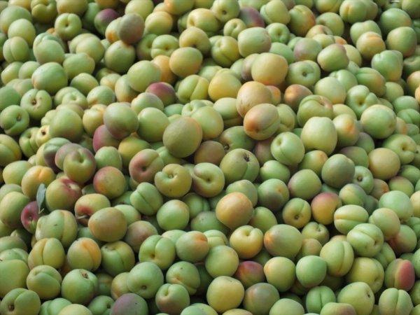 Mersin'de kayısı hasat verdi