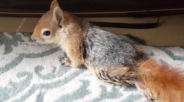 İki ayağı felç olan sincap için yürüteç yaptı