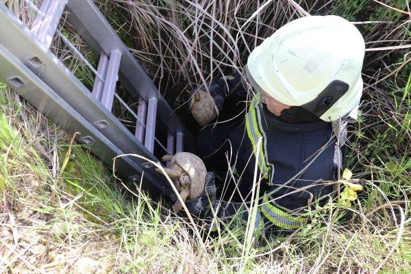 Kuyuda mahsur kalan kaplumbağaları itfaiye kurtardı