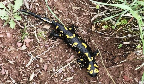 Nesli tükenmekte olan Türk semenderi Malatya'da görüldü