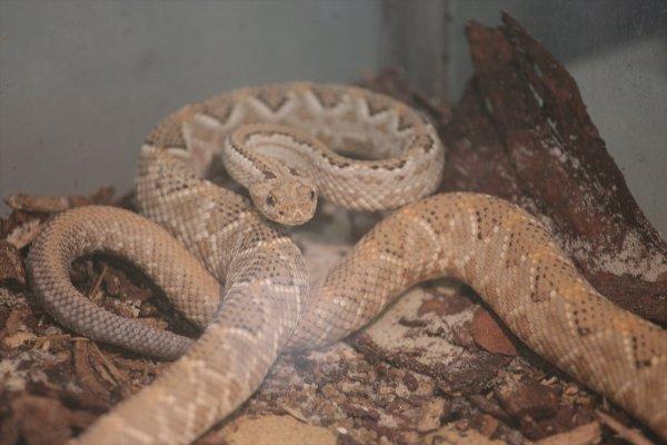 Dünyanın en zehirli yılanları Zagreb'de sergilendi