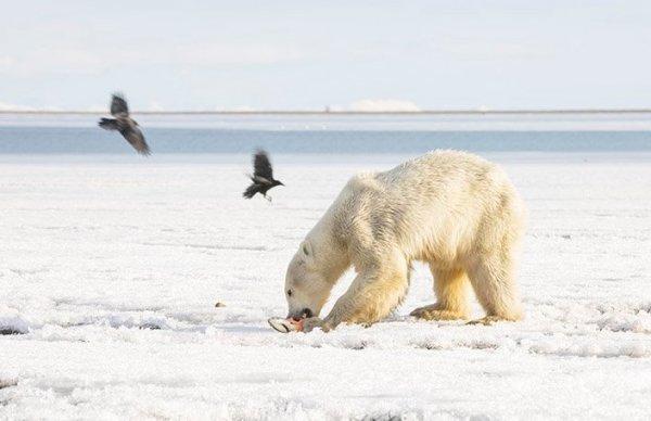 Aç kalan kutup ayısına köylüler yardımcı oldu
