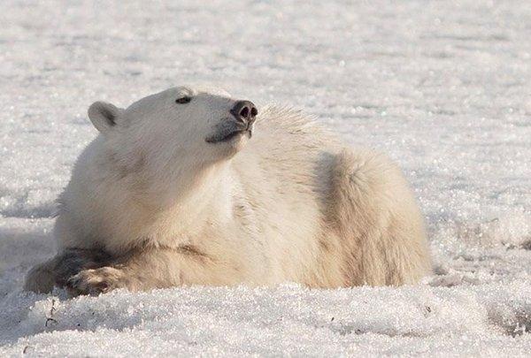 Aç kalan kutup ayısına köylüler yardımcı oldu