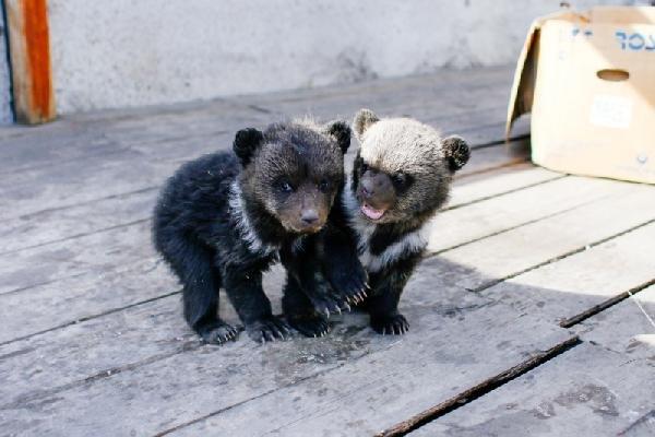 Rus polisi 'otelde yavru ayı var' ihbarına koştu