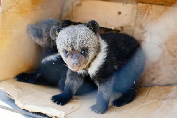 Rus polisi 'otelde yavru ayı var' ihbarına koştu