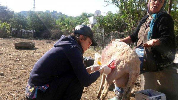 Ağıla giren sokak köpekleri 10 koyunu telef etti