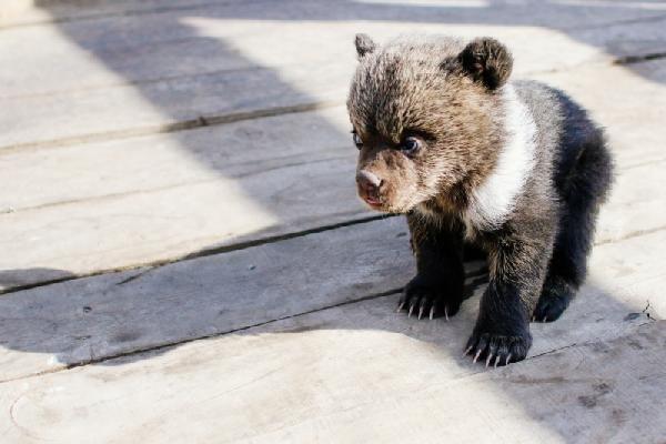 Rus polisi 'otelde yavru ayı var' ihbarına koştu
