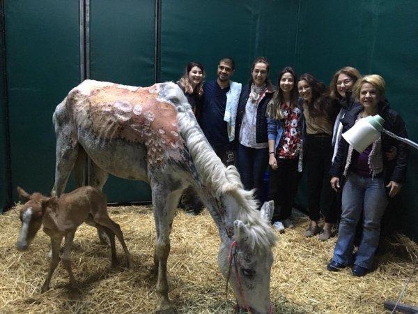 Büyükada yangınında ağır yaralanan at doğurdu