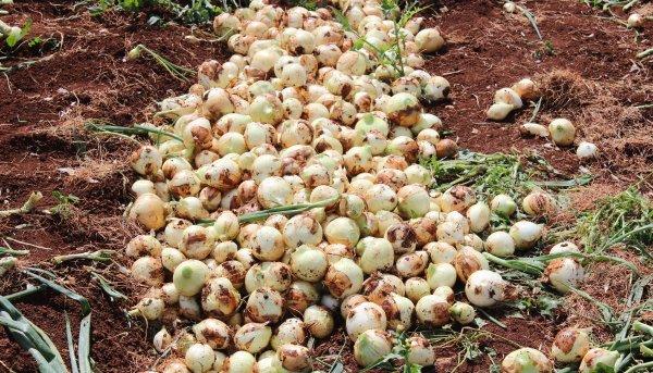 Hataylı çiftçilerin isyanı: Soğan tarlada 1 buçuk lira