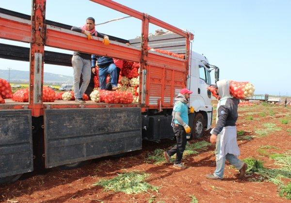Hataylı çiftçilerin isyanı: Soğan tarlada 1 buçuk lira