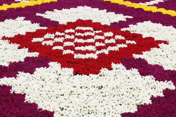 Dünyanın en büyük lale halısı Sultanahmet'te