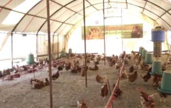 Müslüm Baba dinleyen tavuklar