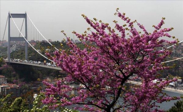 İstanbul'da erguvan zamanı