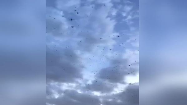 Suudi Arabistan'da çekirge istilası