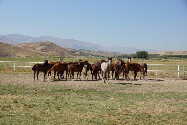 En güzel atların yetiştiği yer: Sultansuyu Harası
