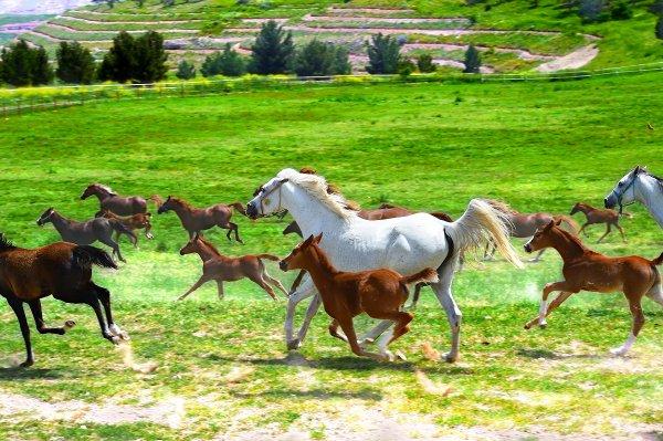 En güzel atların yetiştiği yer: Sultansuyu Harası