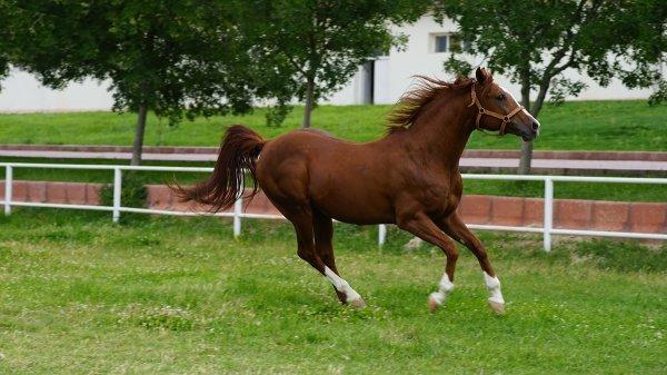 En güzel atların yetiştiği yer: Sultansuyu Harası