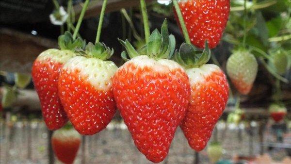 Domateslerden sonra çilekler de Rusya'dan sınırı geçemedi