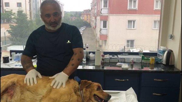 Şiddet gördü sanılan köpek, ağır bir kanser atlattı