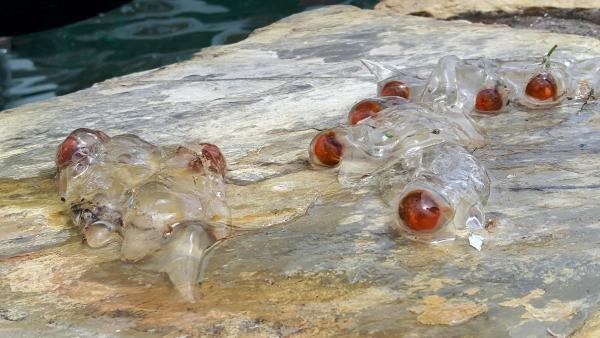 Muğla'da salpa maxima türü görüntülendi