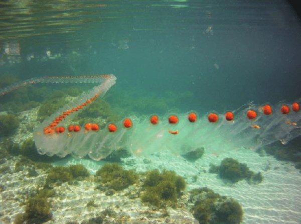 Muğla'da salpa maxima türü görüntülendi