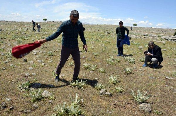 Çekirgeler 4 kırsal mahalleyi istila etti