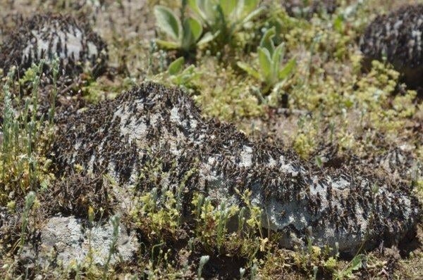 Çekirgeler 4 kırsal mahalleyi istila etti