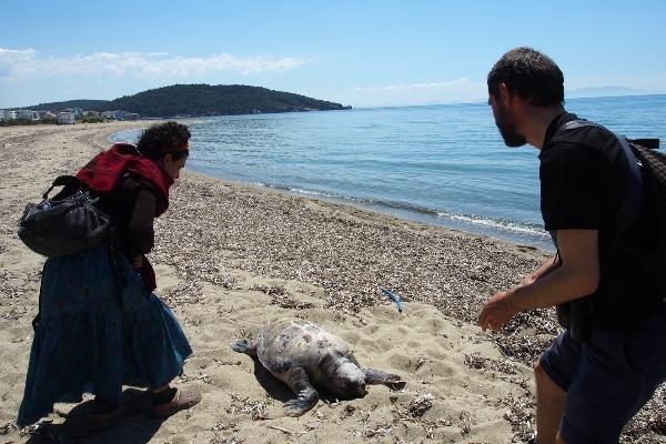 Ayvalık sahilinde ölü caretta caretta bulundu