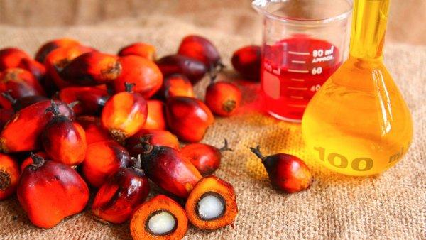 Palm yağı nedir