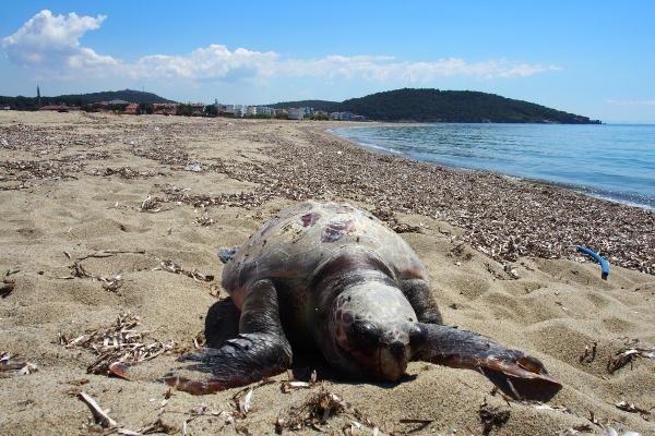 Ayvalık sahilinde ölü caretta caretta bulundu