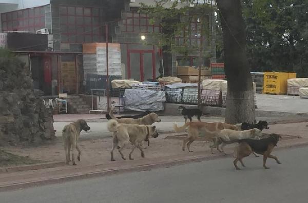 Bursa'da 9 yaşındaki çocuğa sokak köpekleri saldırdı