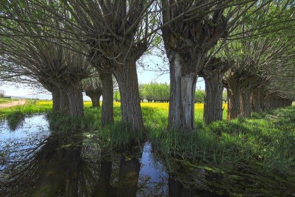 Malatya'da düğün çiçekleri görsel şölen sunuyor