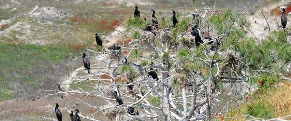 'Saklı Cennet'te kuş sayısında rekor artış