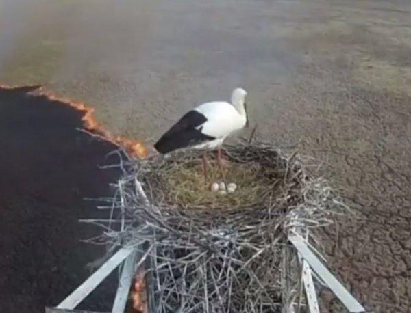 Rusya'da leylek yangın ortasında yumurtladı