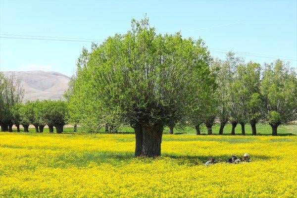Malatya'da düğün çiçekleri görsel şölen sunuyor