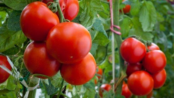 Rusya 21 ton domatesi Türkiye'ye geri gönderdi