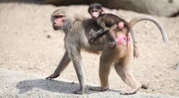 Babun ailesine üç yeni yavru katıldı