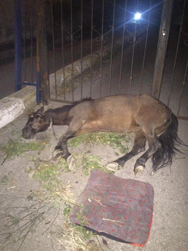 Hamile ata çarpıp kaçtı