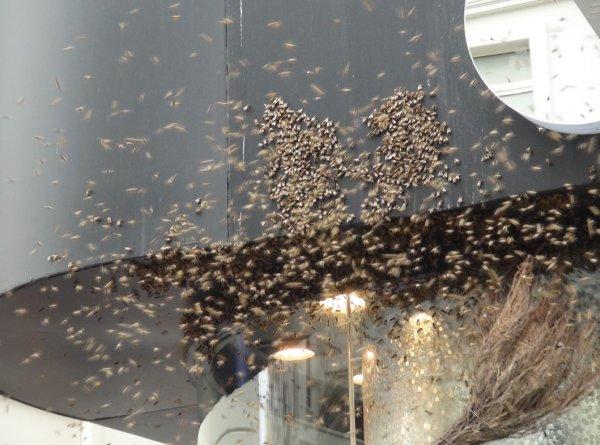 İstiklal'de arılar bir anda her yeri sardı