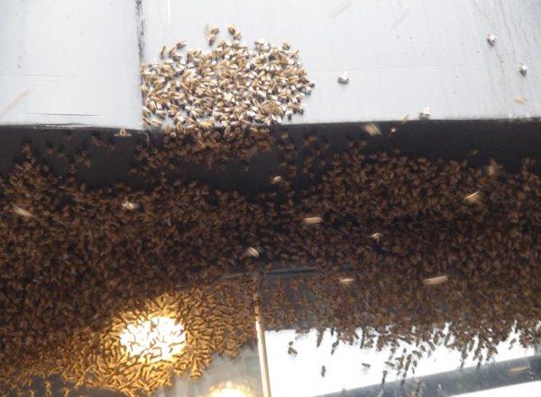 İstiklal'de arılar bir anda her yeri sardı