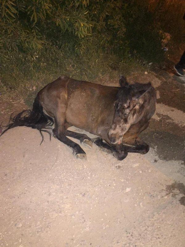 Hamile ata çarpıp kaçtı