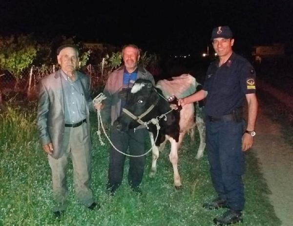 Alkol almak için babasının ineğini çaldı