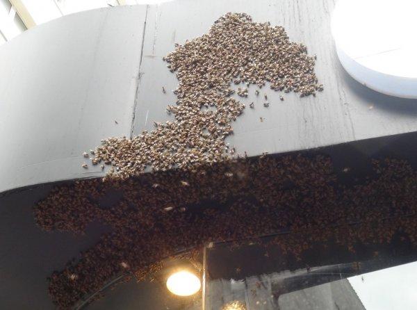 İstiklal'de arılar bir anda her yeri sardı