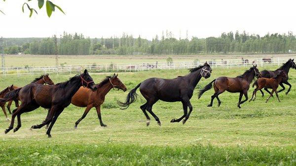60 yıldır şampiyon atları yetiştiriyor