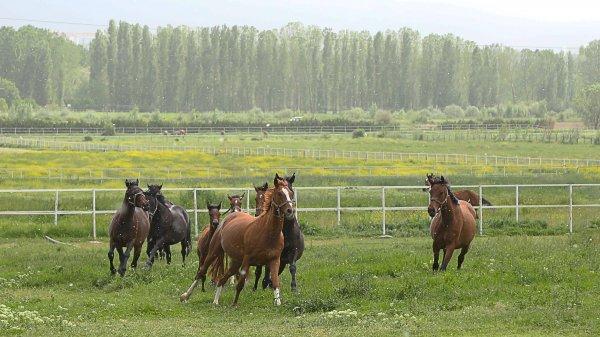 60 yıldır şampiyon atları yetiştiriyor