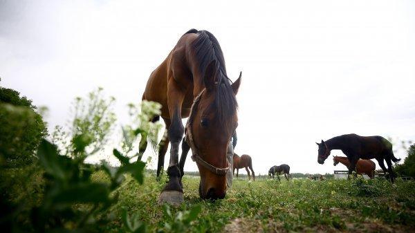 60 yıldır şampiyon atları yetiştiriyor